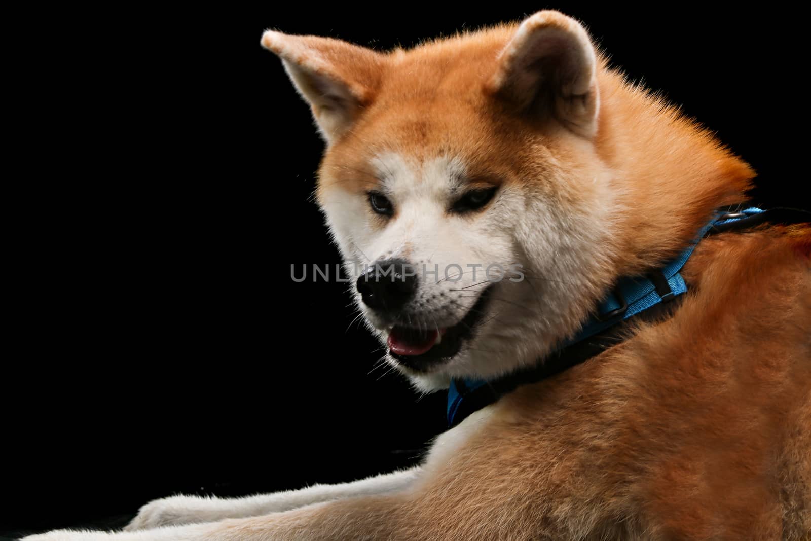 Dog portrait on a wooden plank before a black background with open mouth