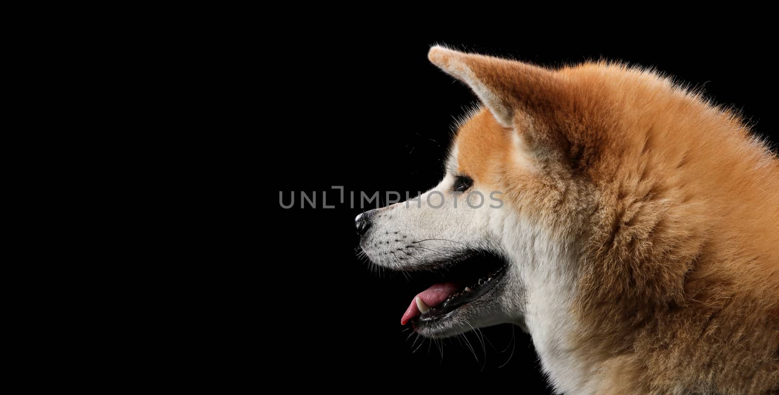 Dog portrait on a wooden plank before a black background with open mouth