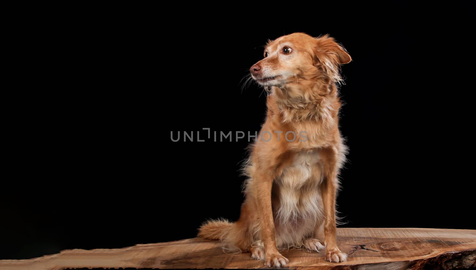 Dog portrait on a wooden plank before a black background with open mouth