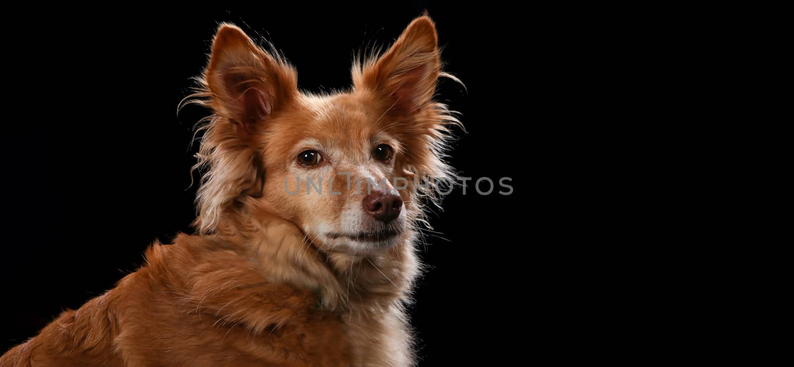 Dog portrait on a wooden plank before a black background with open mouth