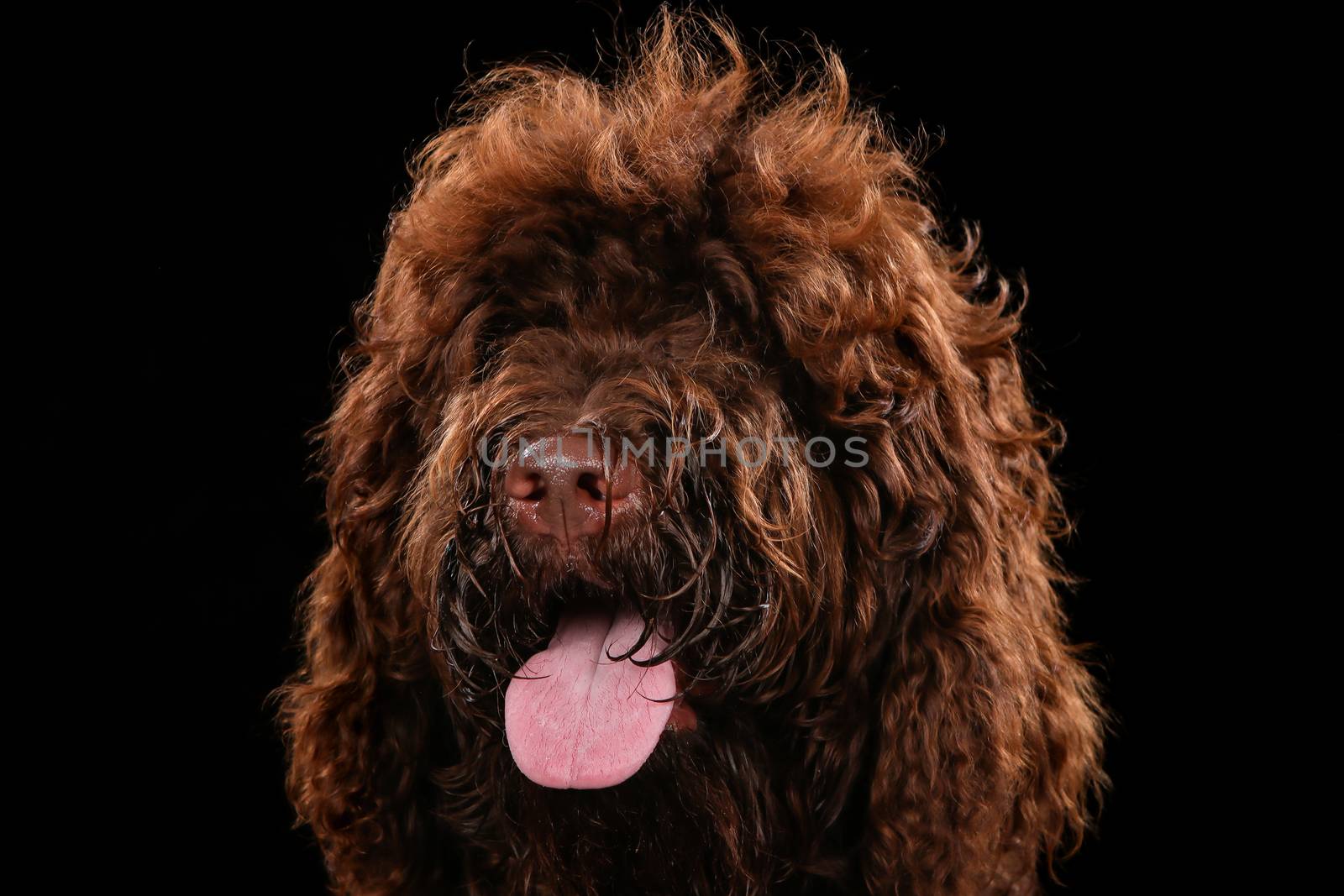 Dog portrait on a wooden plank before a black background with open mouth