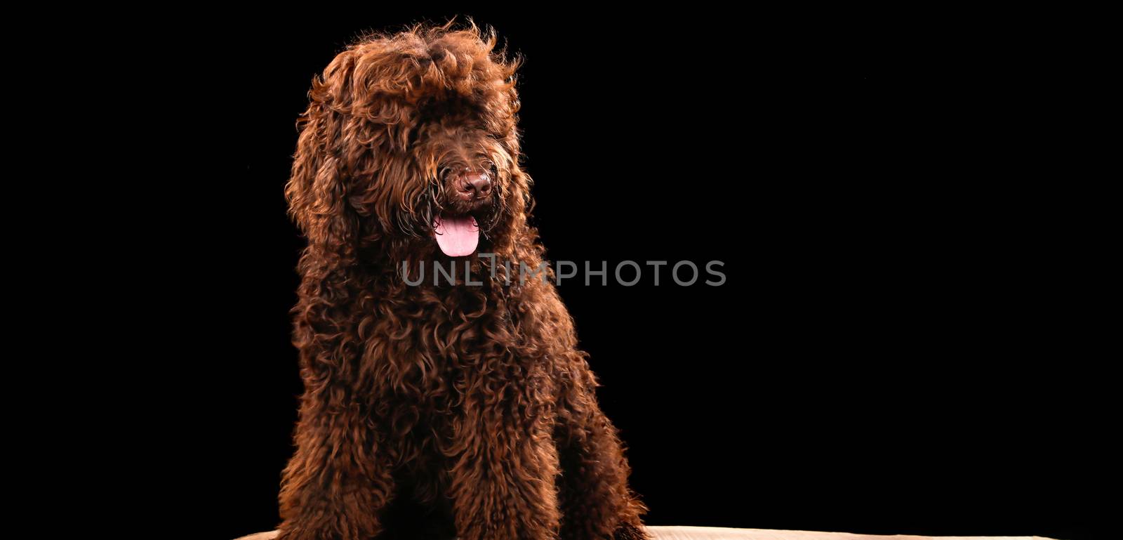 Dog portrait on a wooden plank before a black background with open mouth