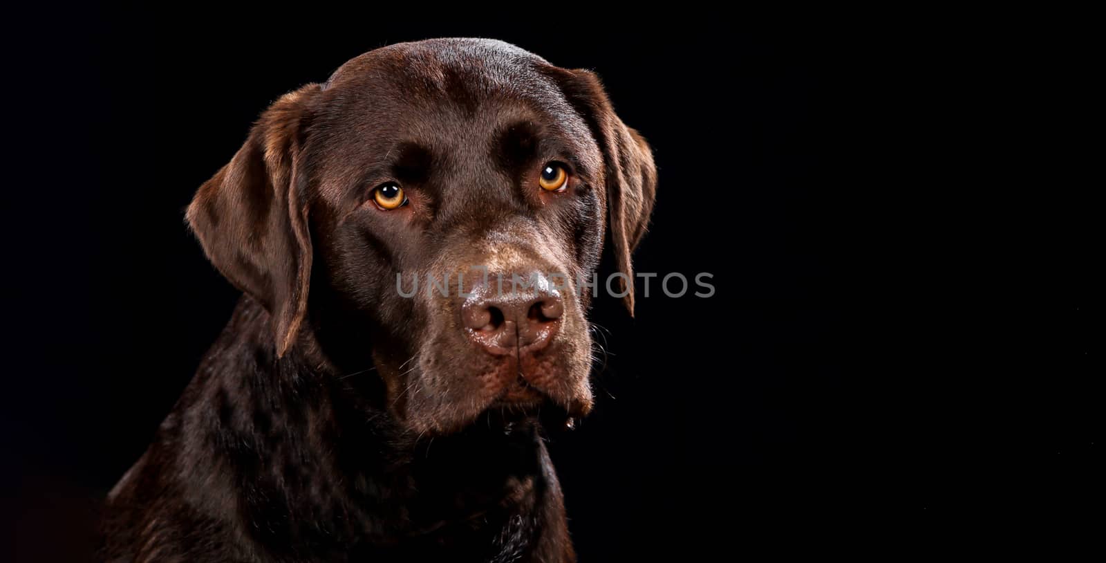 Portrait of dog on a wooden plank before a black background with open mouth