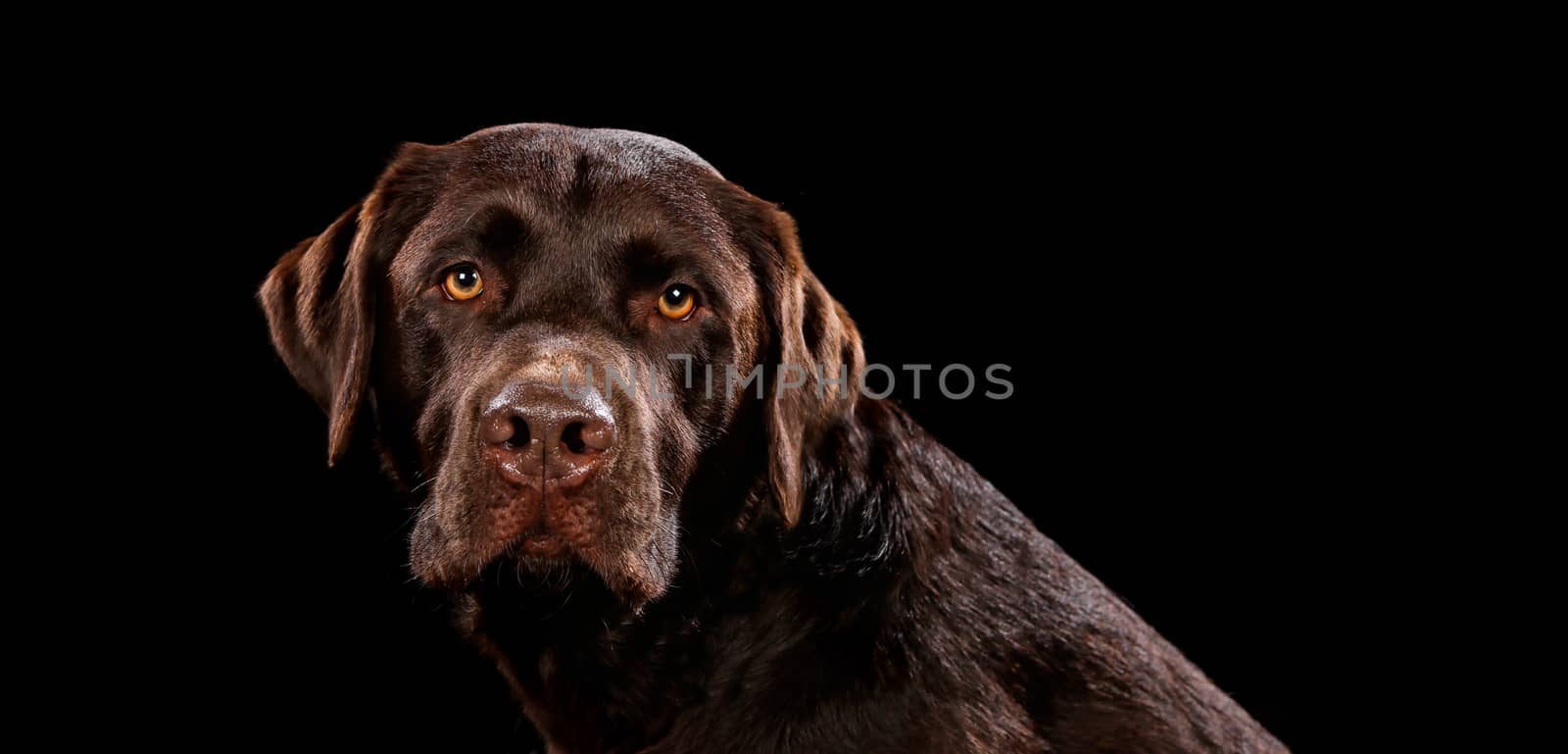 Portrait of dog on a wooden plank before a black background with open mouth