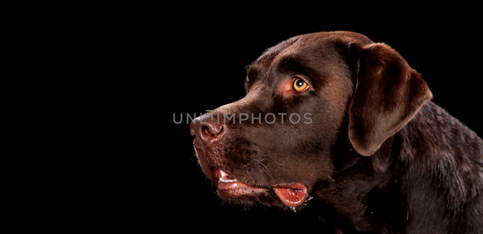 Portrait of dog on a wooden plank before a black background with open mouth