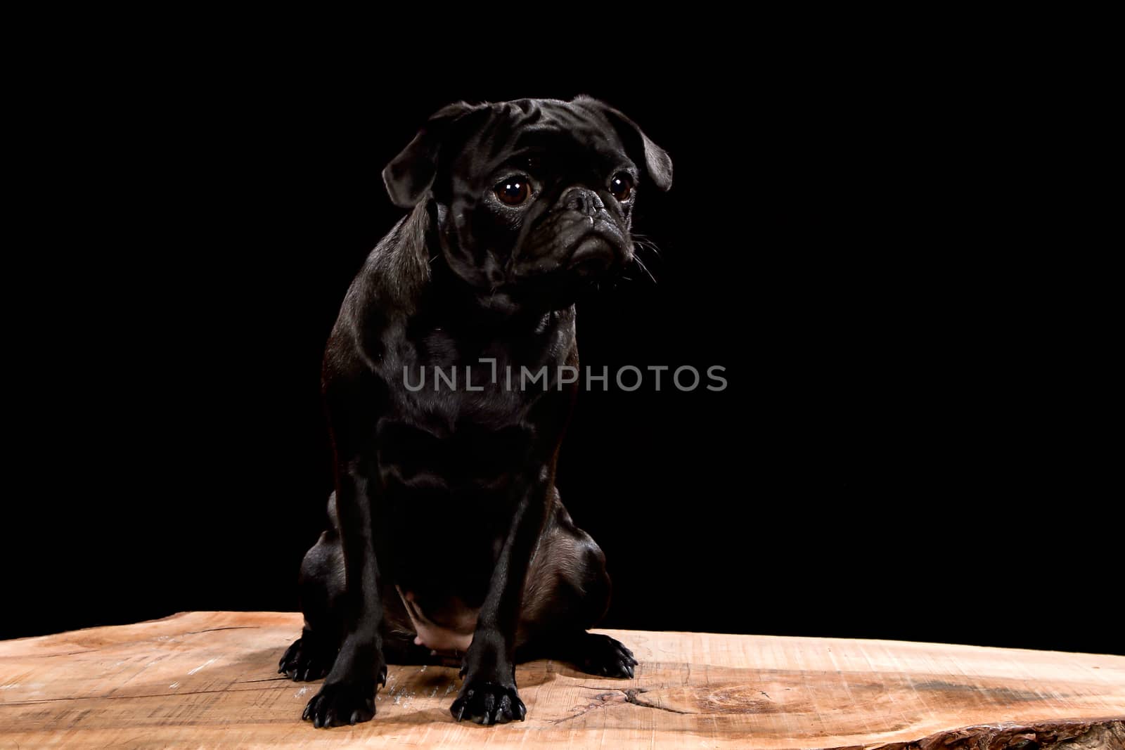 Golden Retriever on a wooden plank before a black background with open mouth
