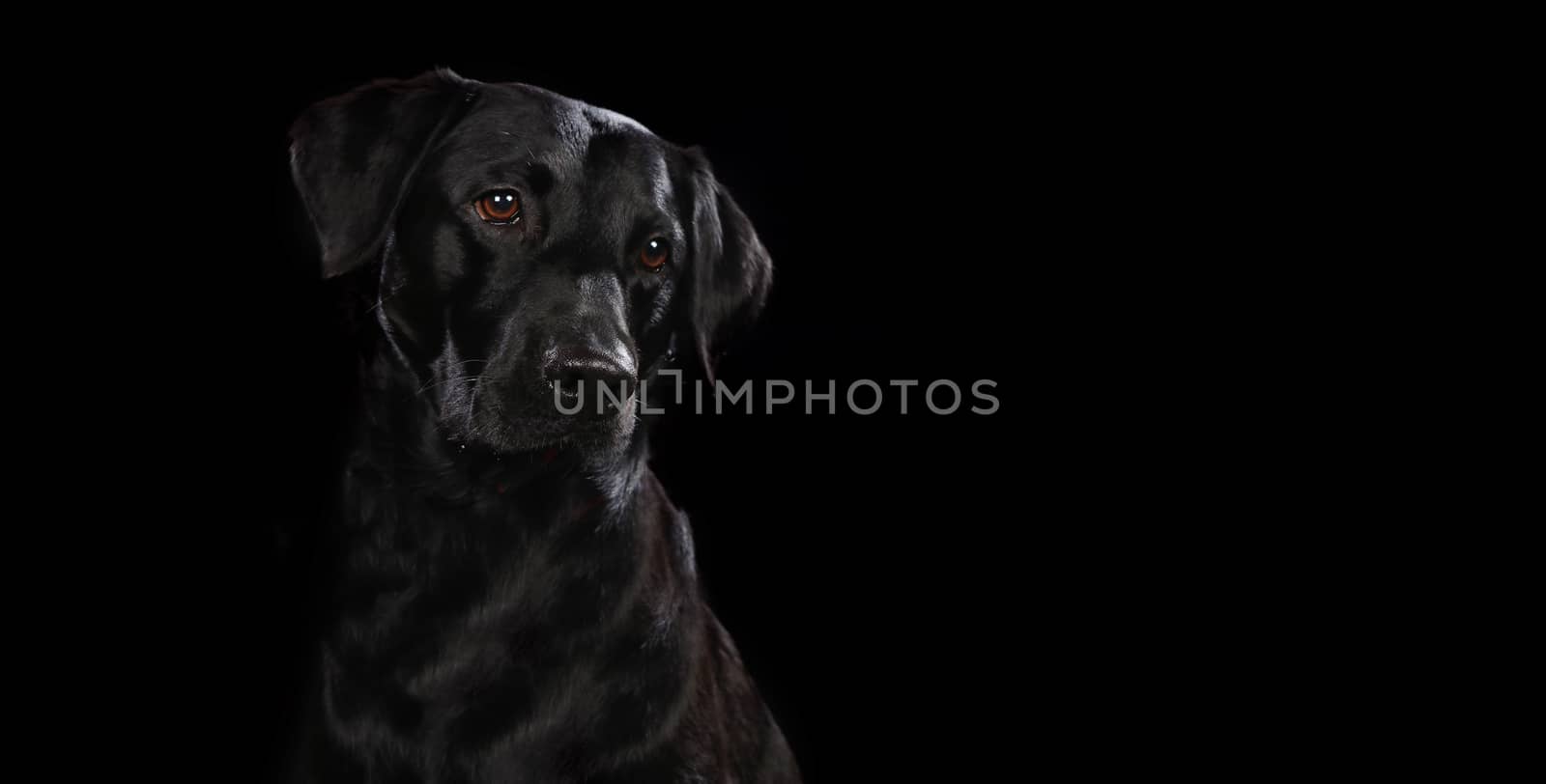 Black Labrador on a wooden plank before a black background with copy space