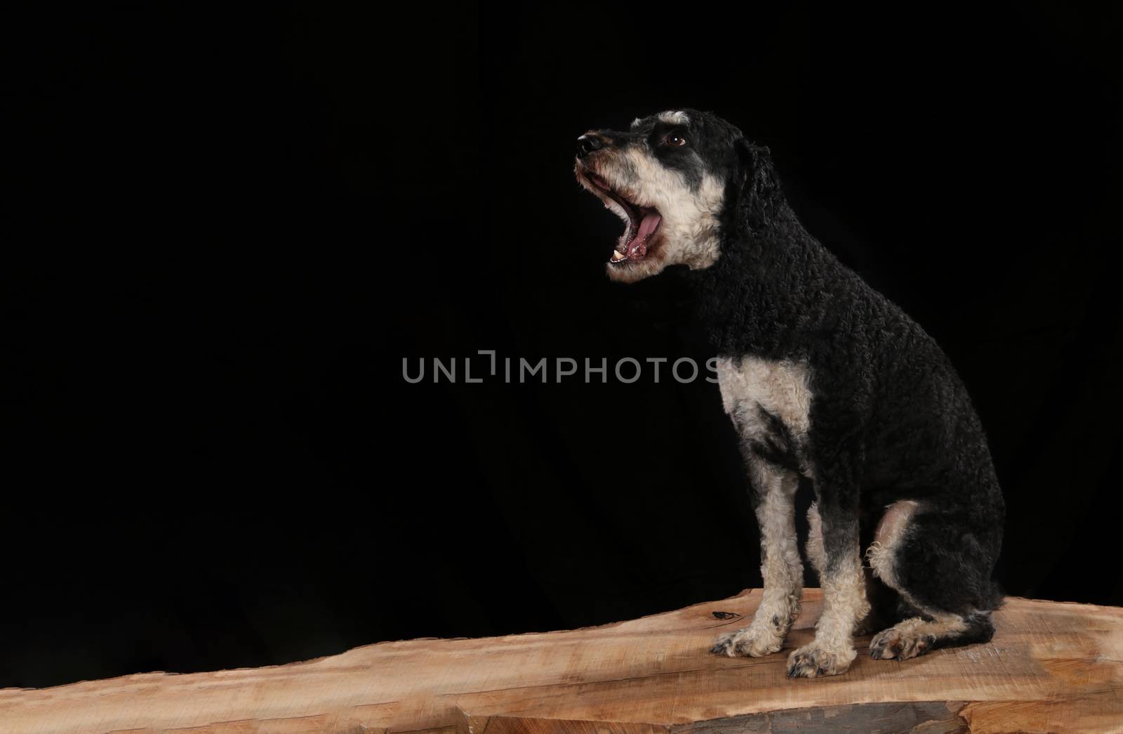 Dog on a wooden plank before a black background with open mouth