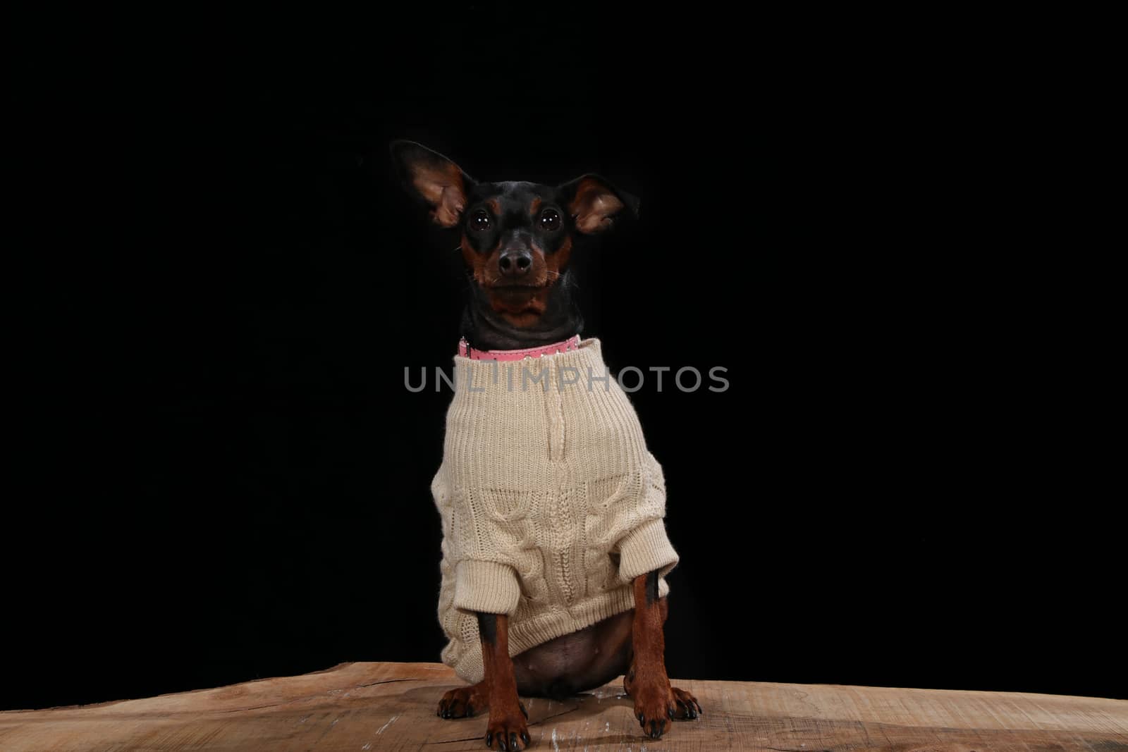 Dog with a wool coat on a wooden plank before a black background with open mouth