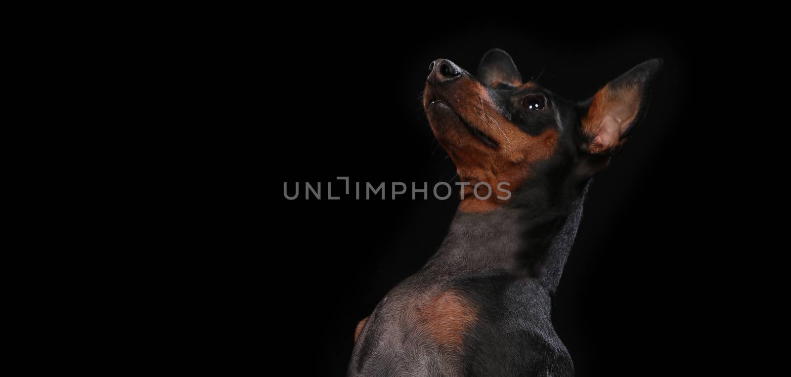 Puppy, dog, toy terrier portrait on a wooden plank before a black background with open mouth