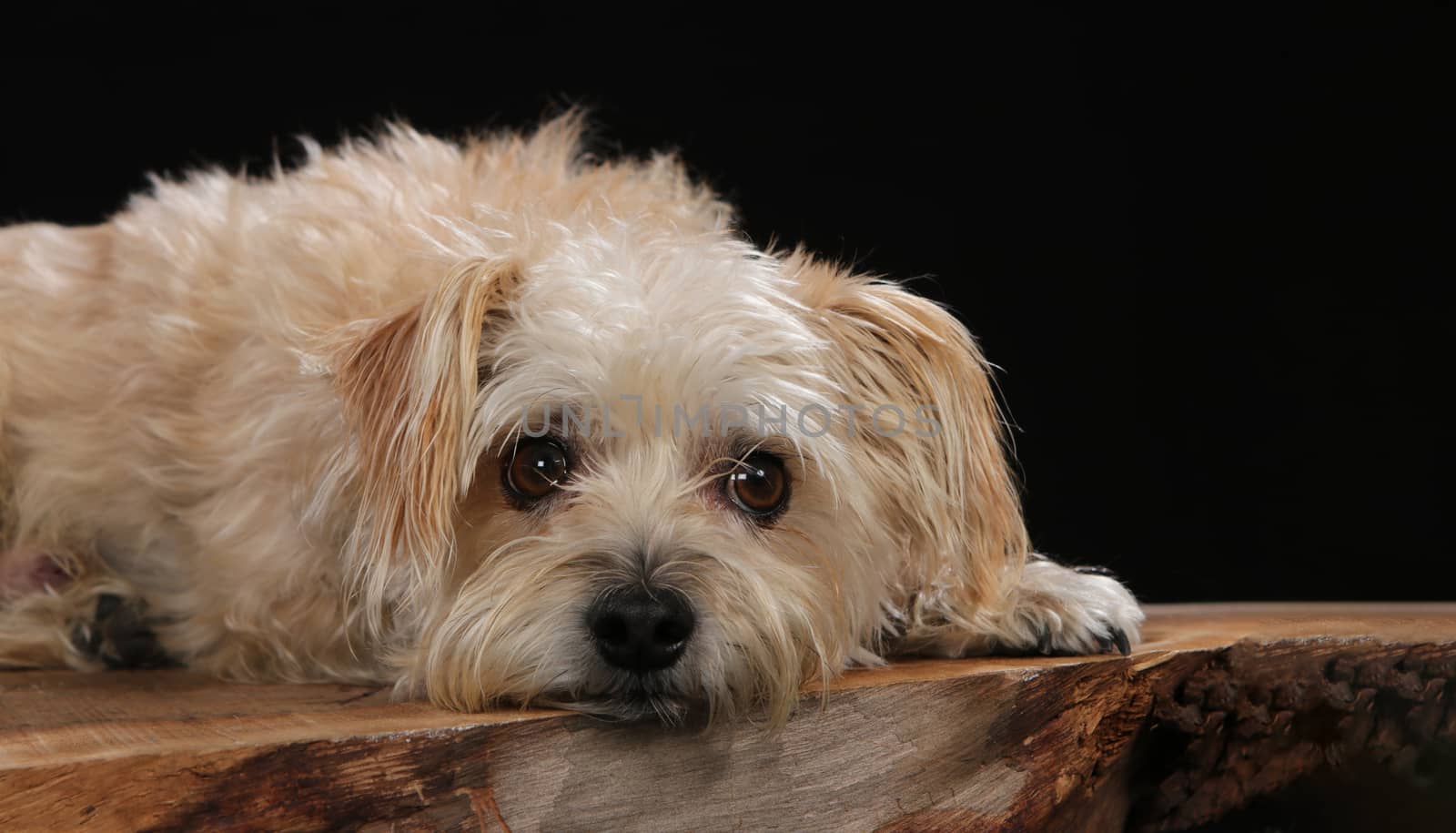 Terrier on a wooden plank before a black background with open mouth