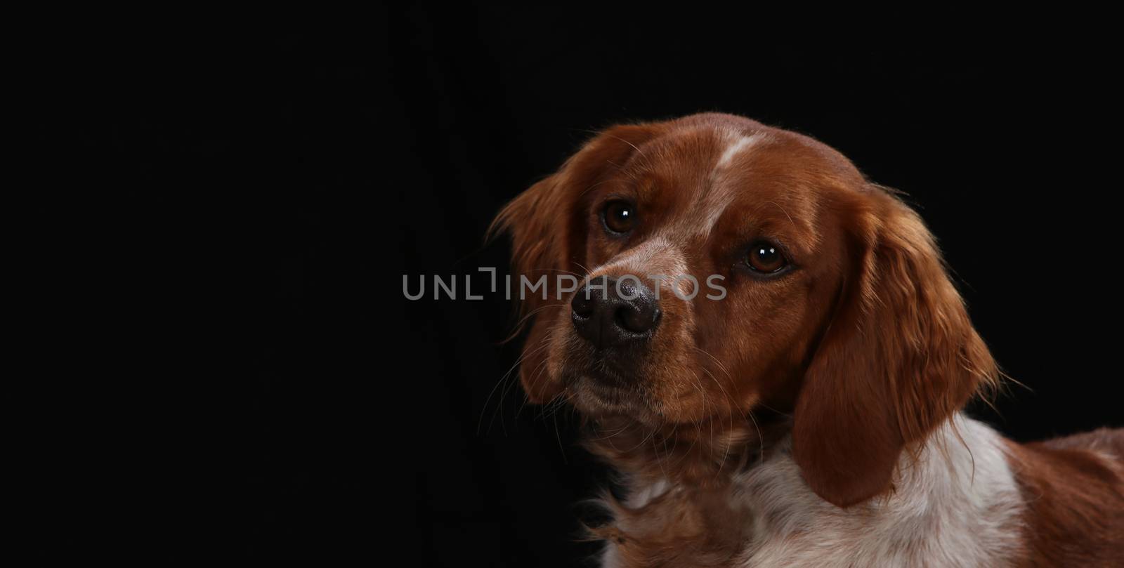 Retriever on a wooden plank before a black background with open mouth