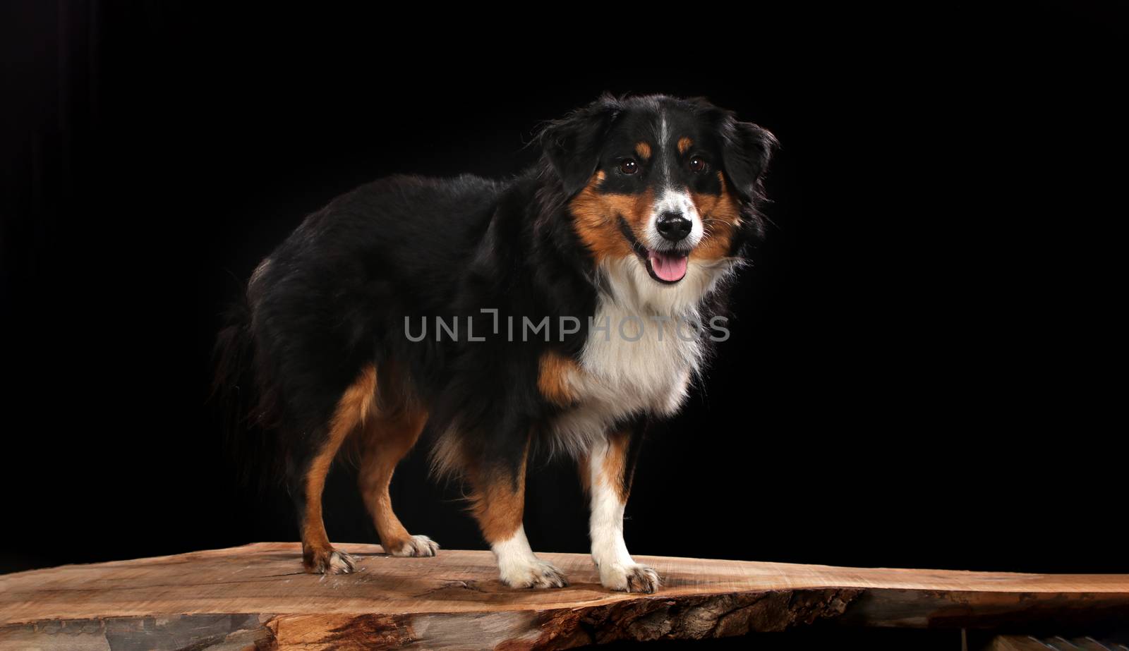 Bernese Mountain dog on a wooden plank before a black background with open mouth