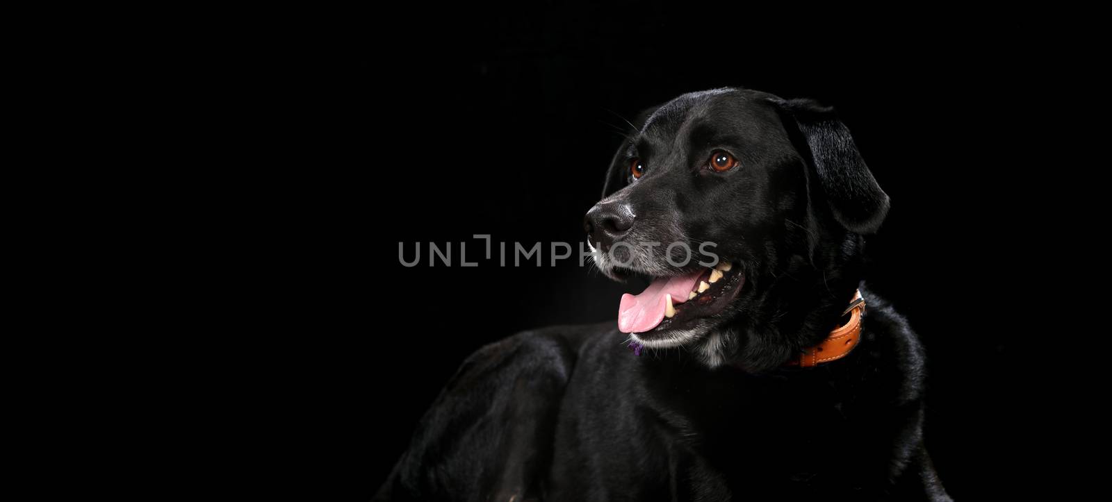 Black Labrador on a wooden plank before a black background with open mouth