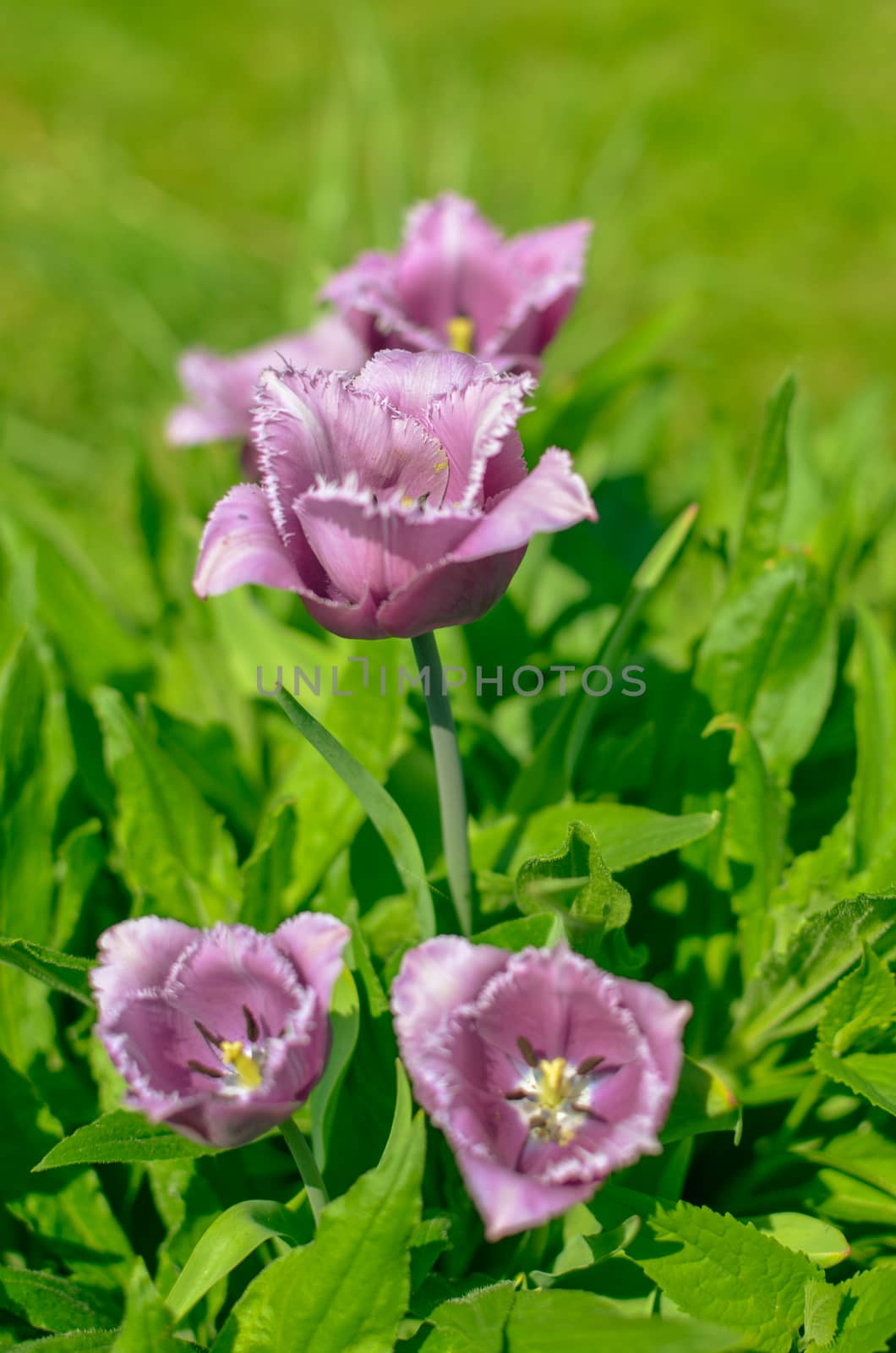 Spring Display of Purple and White Fringed Tulips Tulipa 'Cummins'