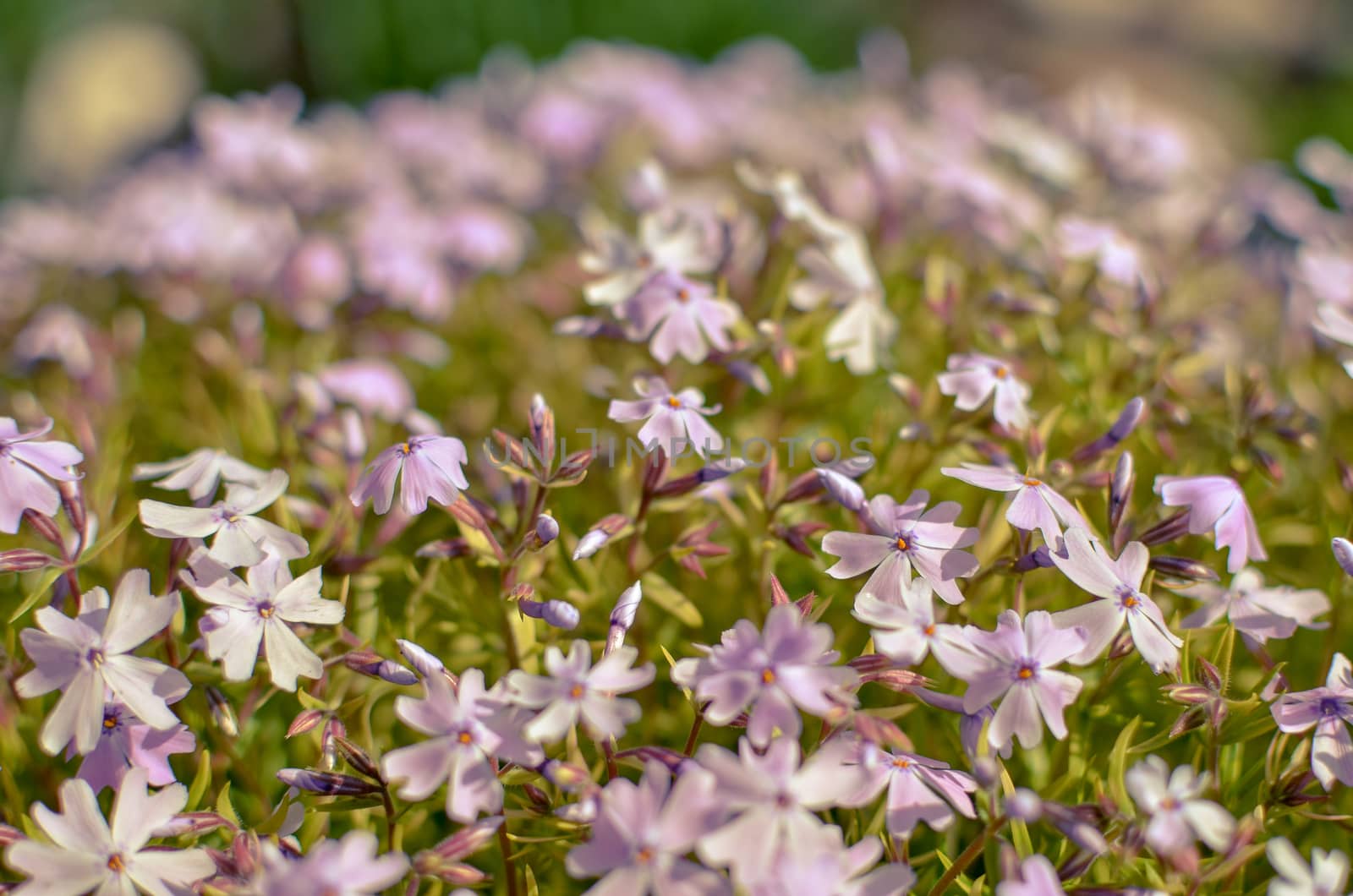 Phlox divaricata Phlox divaricata . Blue phlox Closeup