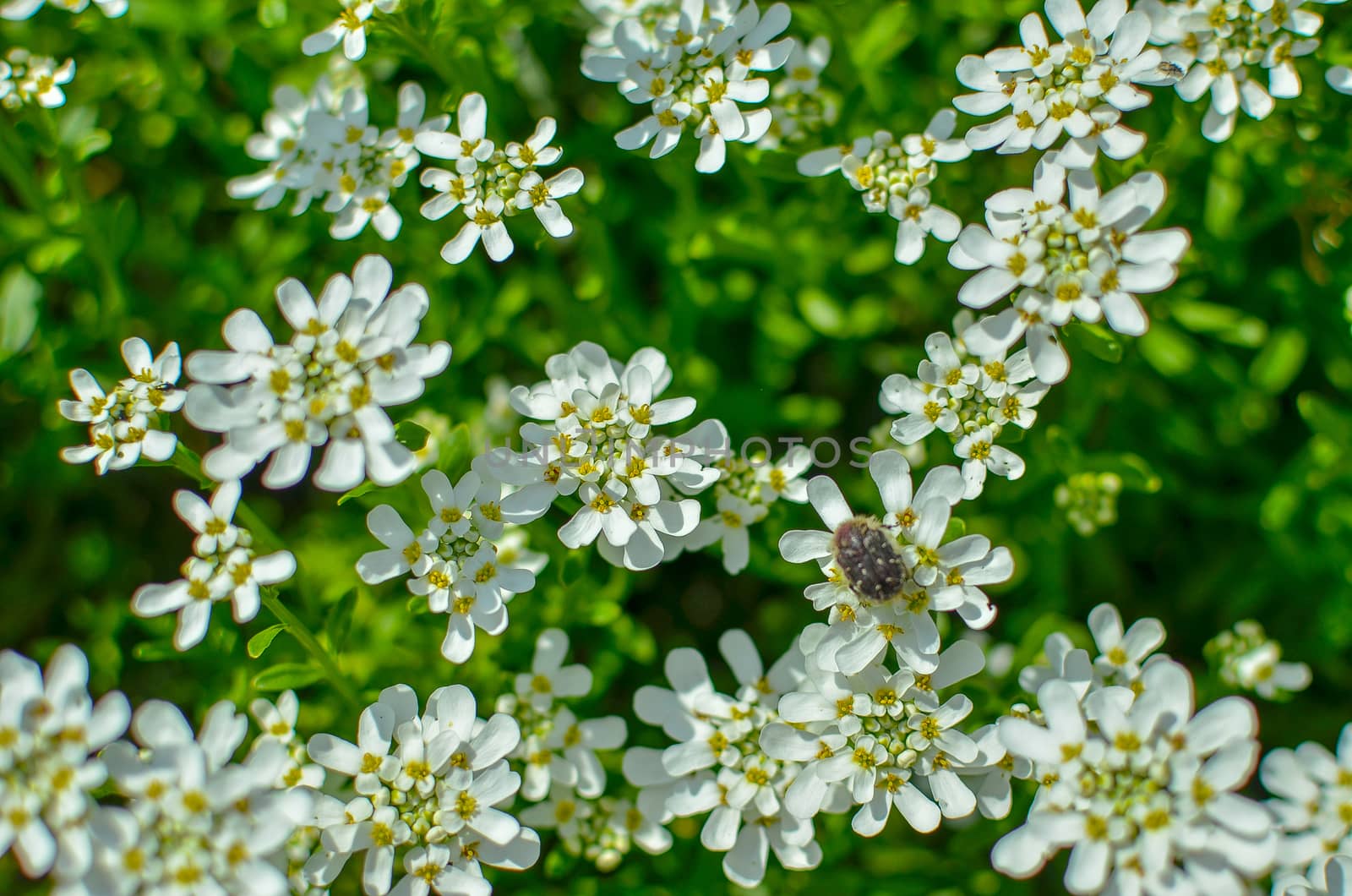 Iberis amara or bitter candytuft many white flowers