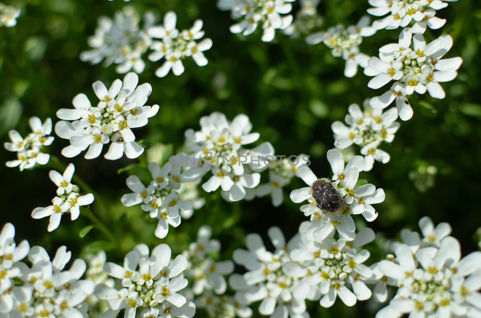 Iberis amara or bitter candytuft many white flowers