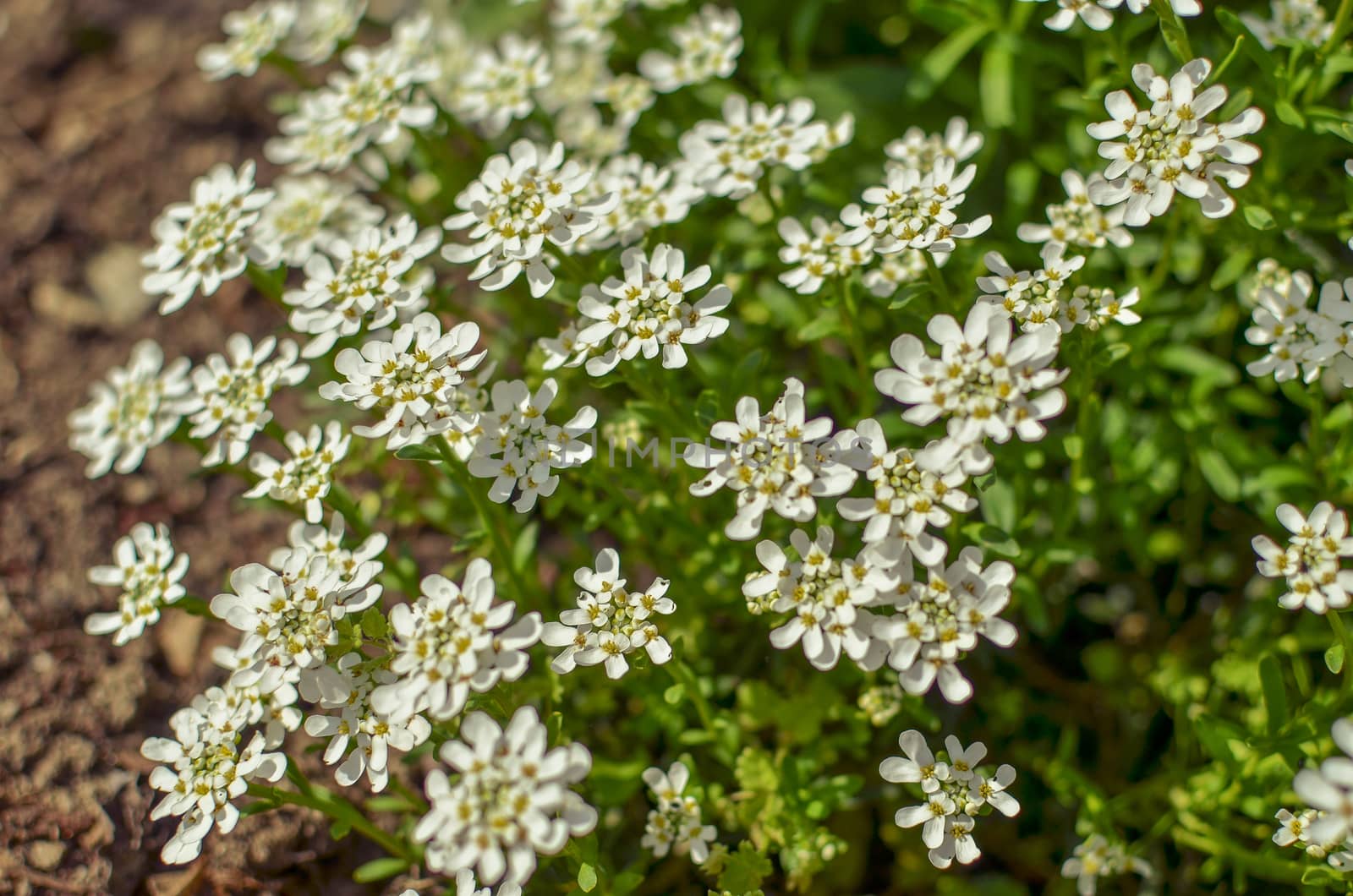 Iberis amara or bitter candytuft many white flowers