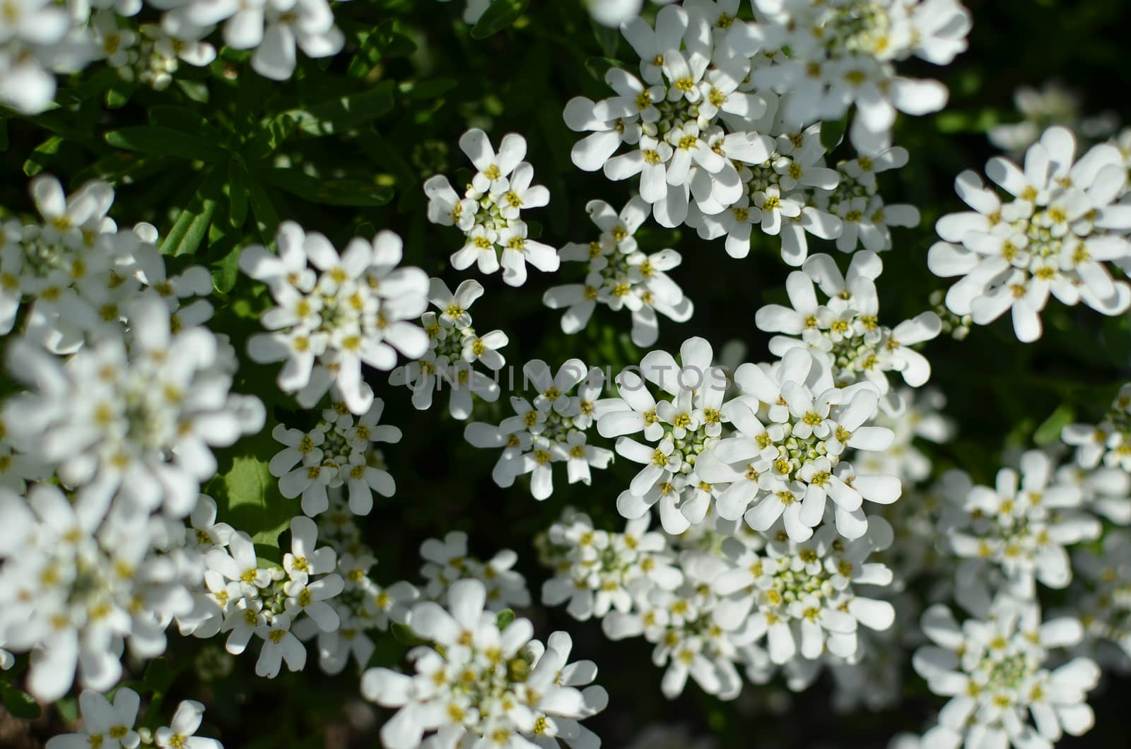 Iberis amara or bitter candytuft many white flowers