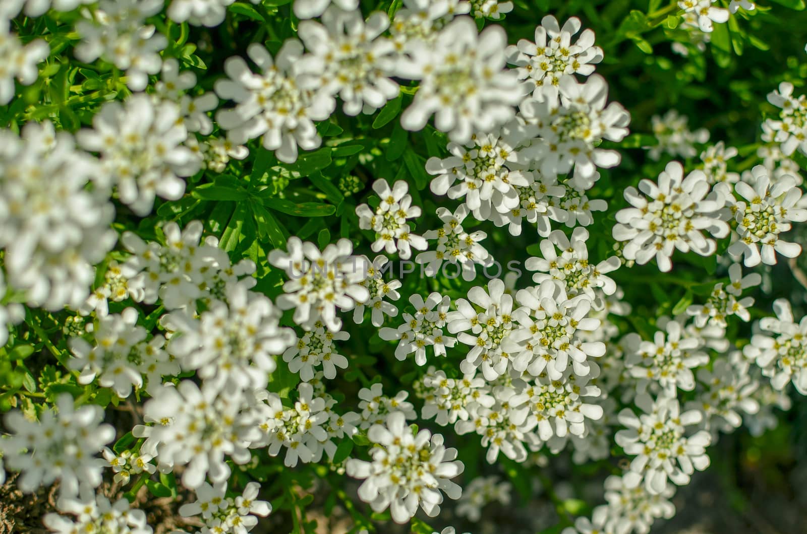 Iberis amara or bitter candytuft many white flowers