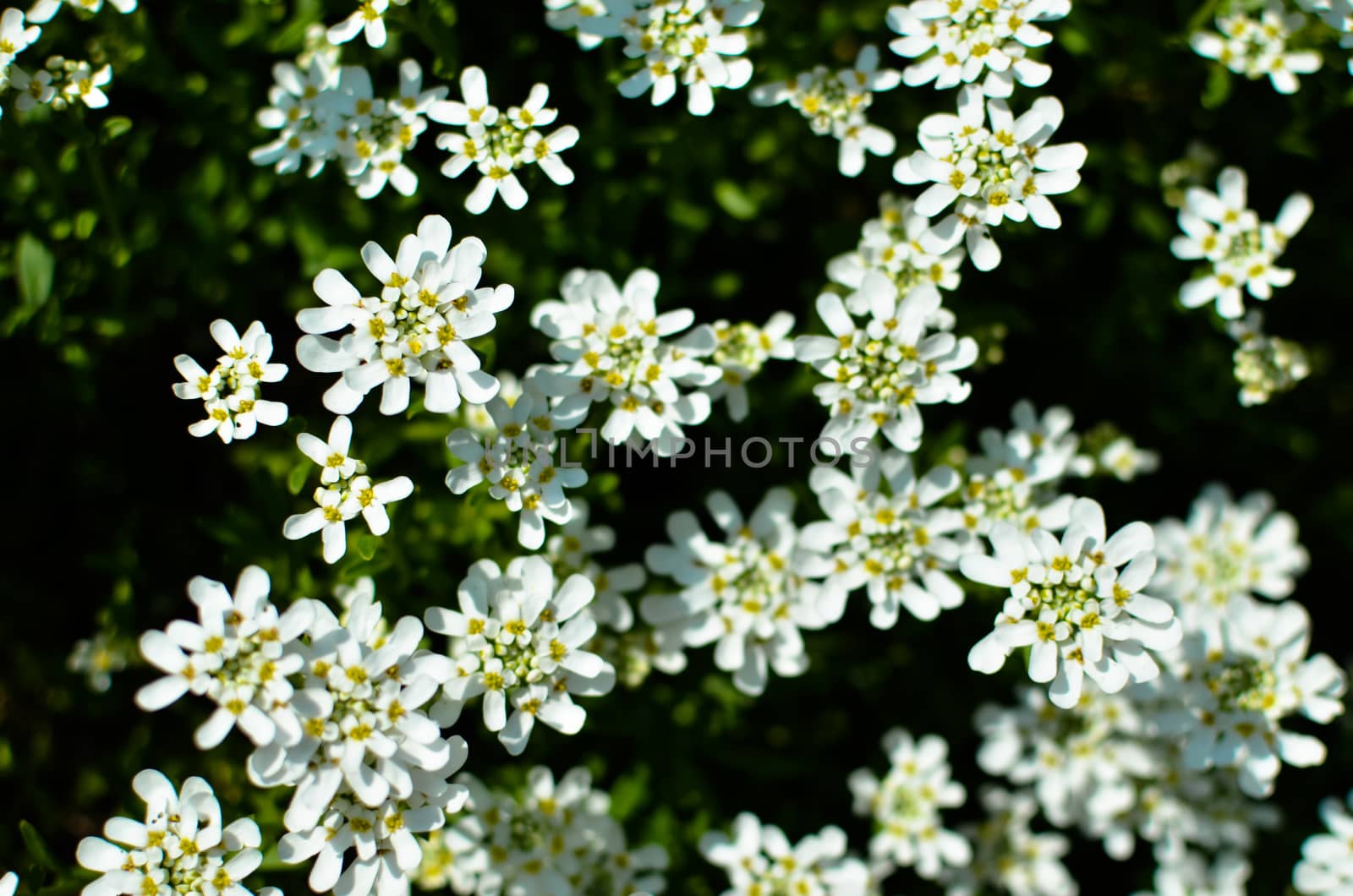 Iberis amara or bitter candytuft many white flowers