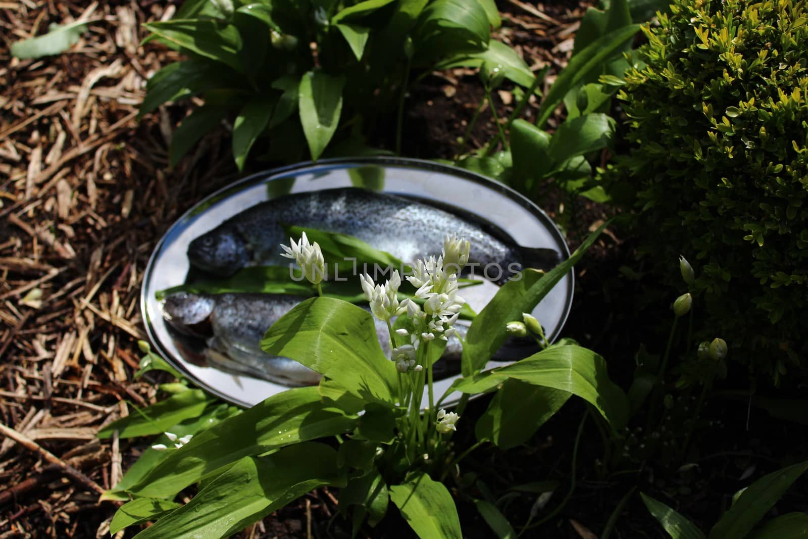 The picture shows delicious trout and wild garlic