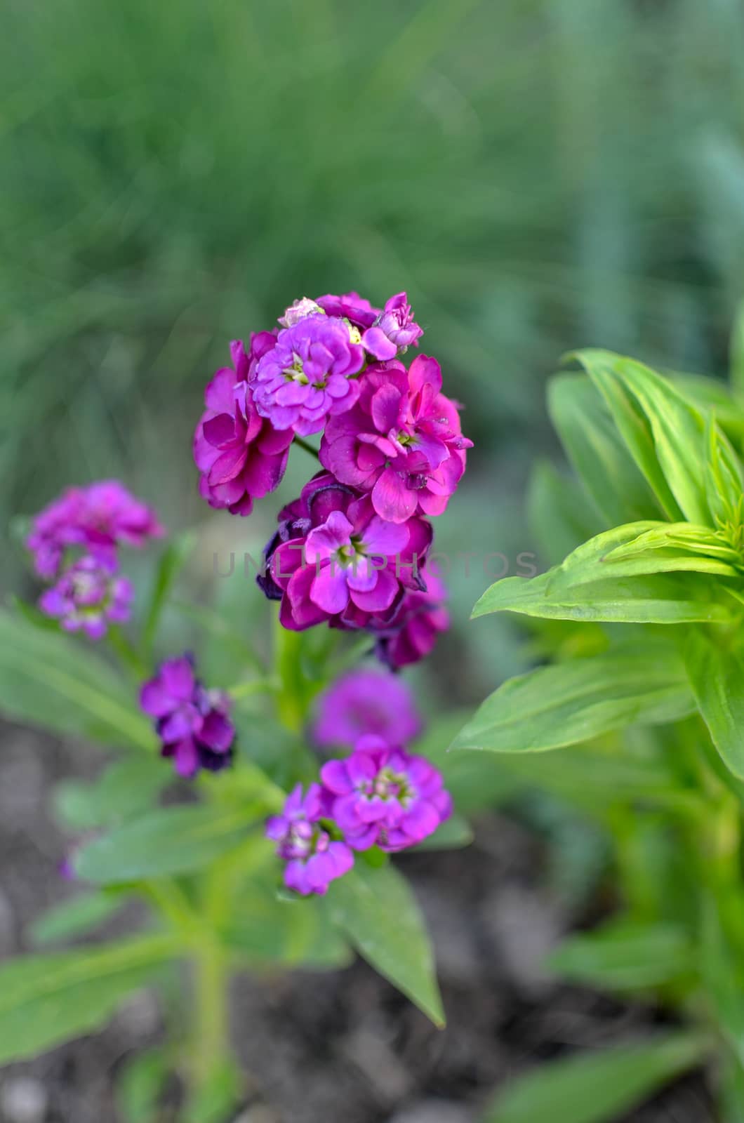 Field carnation with bright pink petals. Closeup