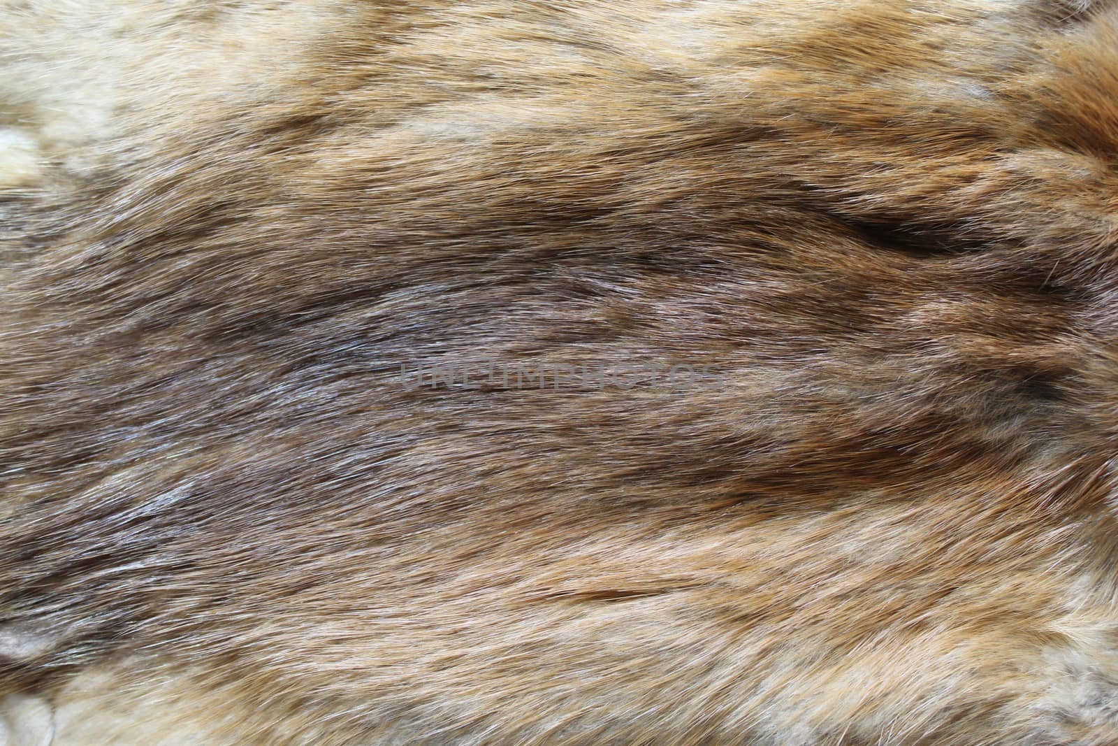 The picture a piece of a fox fur