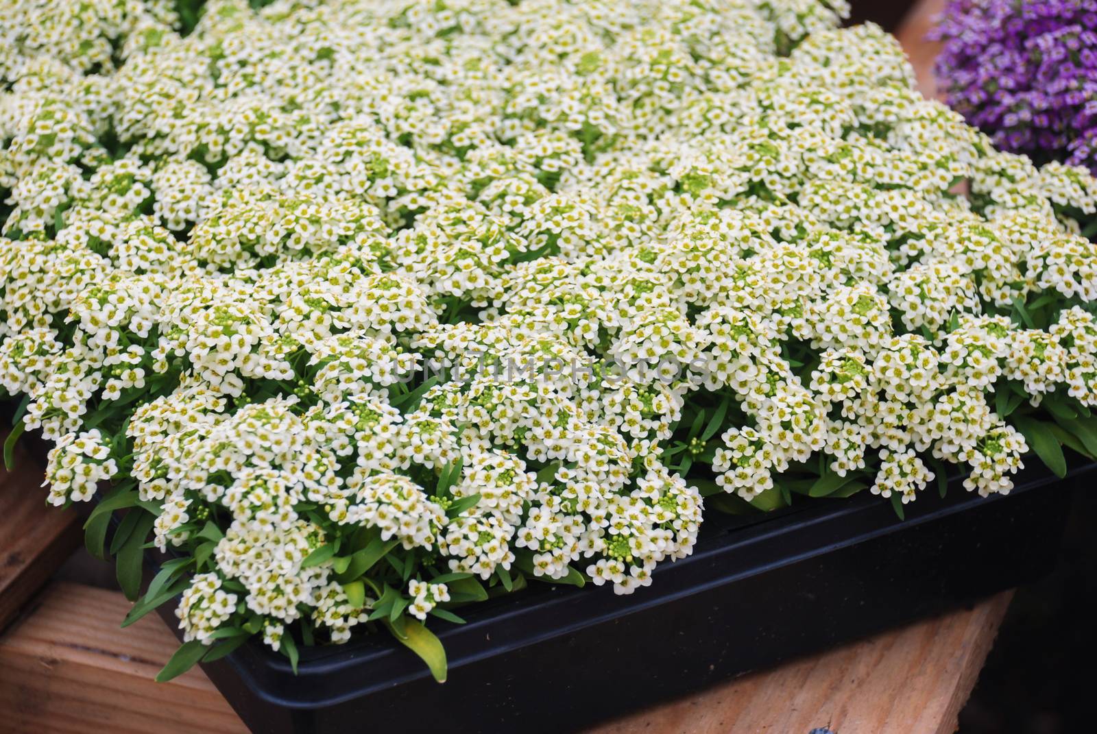 Alyssum flowers. Alyssum in sweet colors. Alyssum in a black tray on wood table, in a dense grounding in a greenhouse.