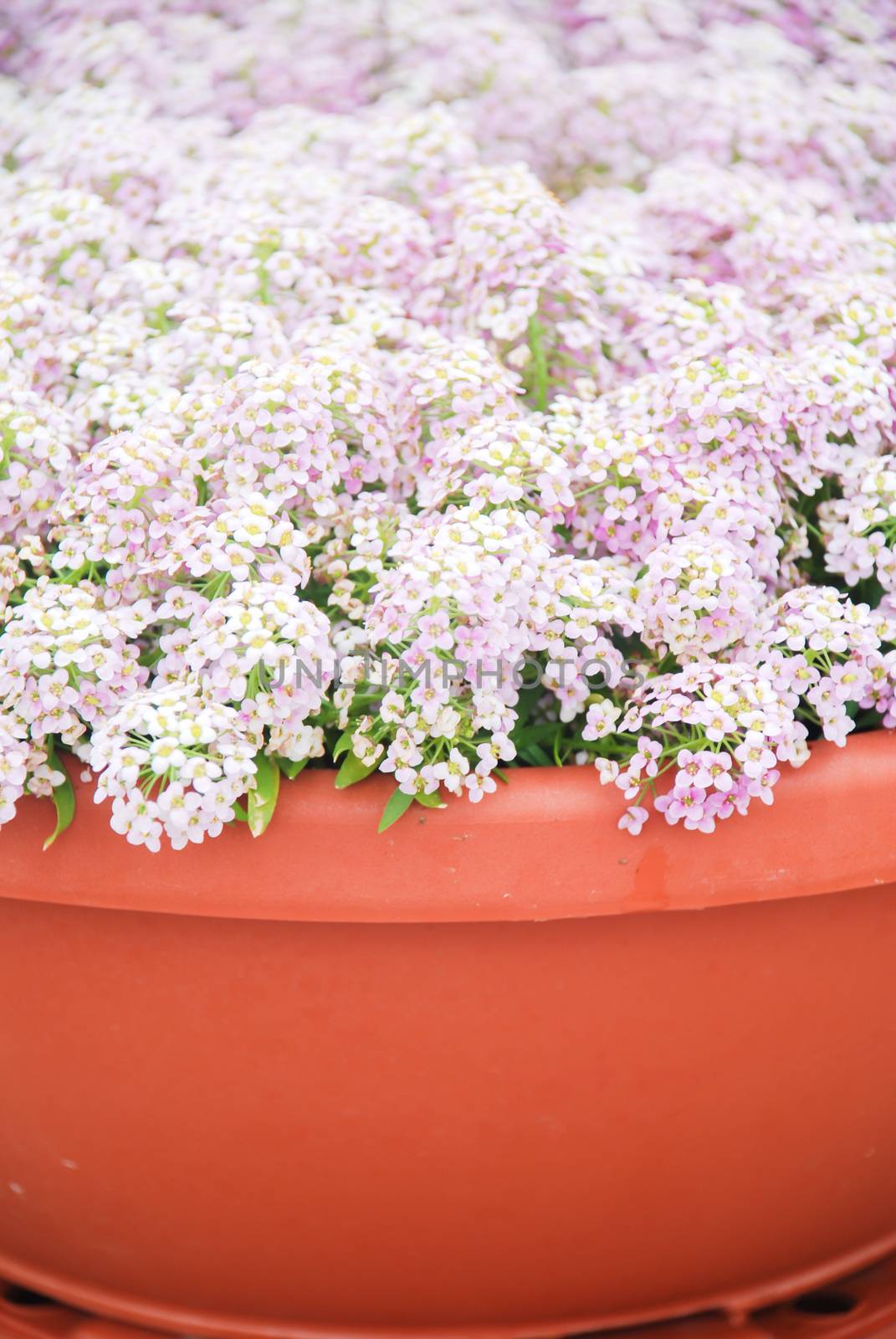 Alyssum flowers. Alyssum in sweet colors. Alyssum in a red brown pot on wood table, in a dense grounding in a greenhouse.