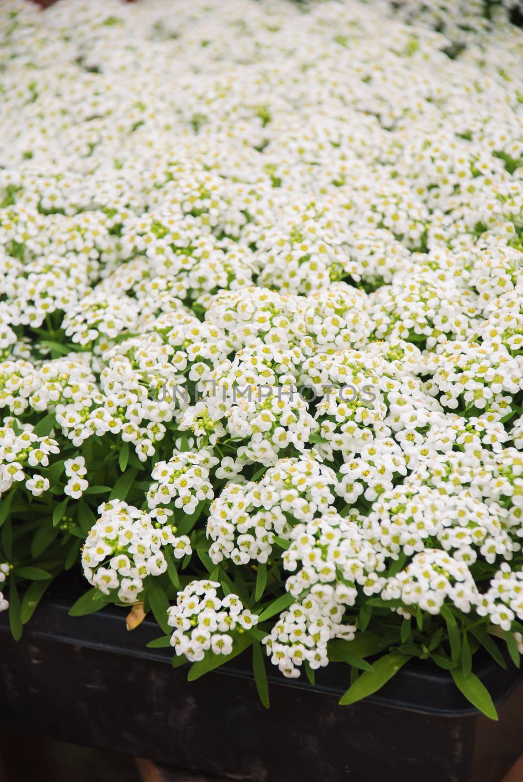 Alyssum flowers. Alyssum in sweet colors. Alyssum in a black tray on wood table, in a dense grounding in a greenhouse.