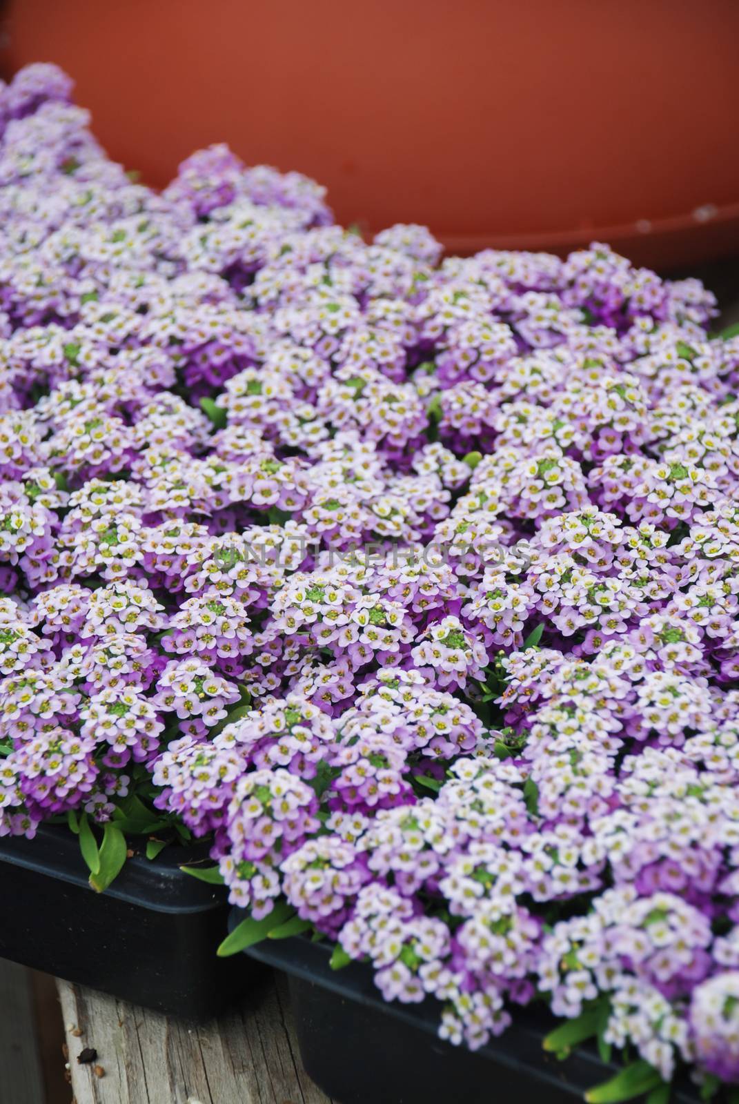 Alyssum flowers. Alyssum in sweet colors. Alyssum in a black tray on wood table, in a dense grounding in a greenhouse.