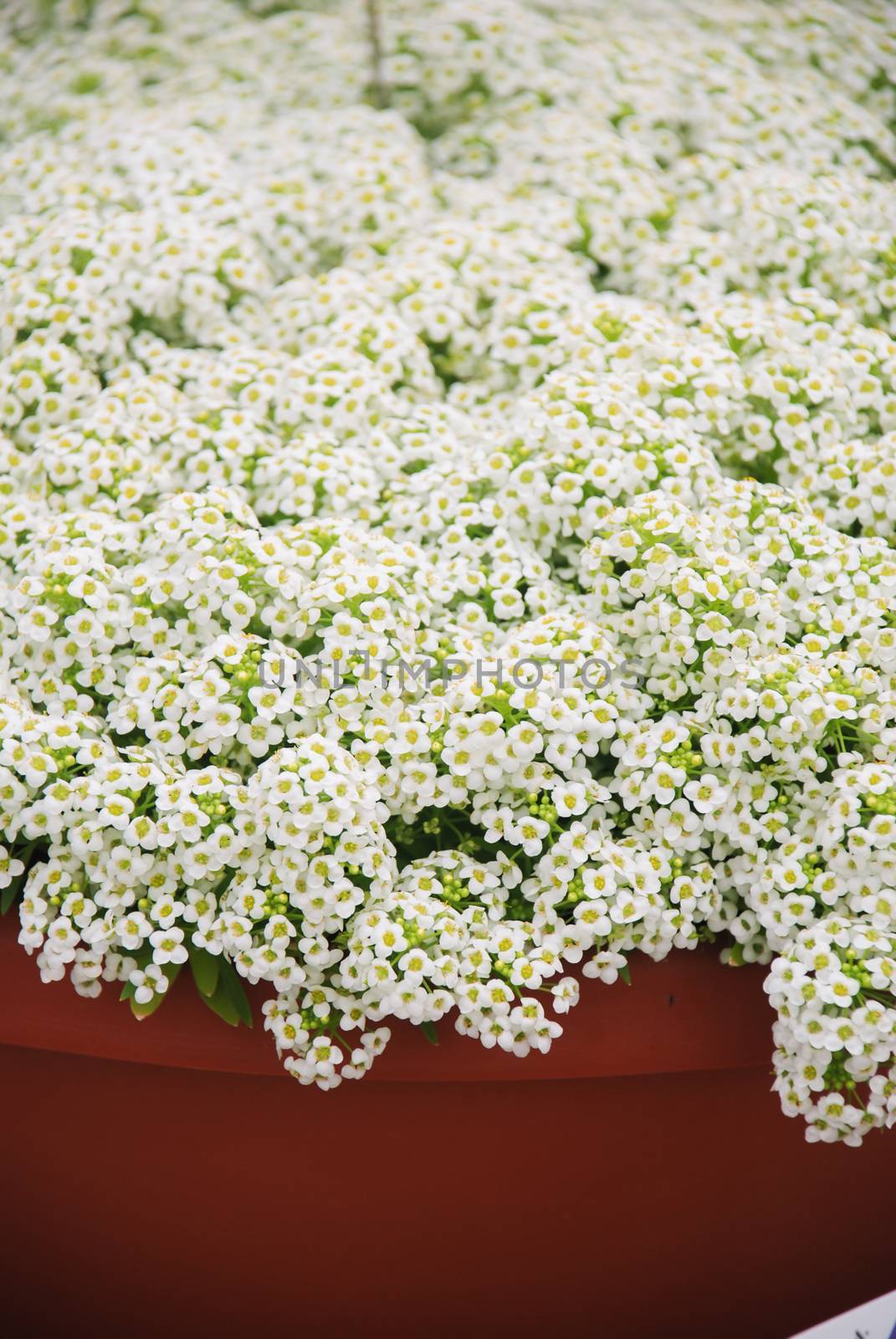 Alyssum flowers. Alyssum in sweet colors. Alyssum in a red brown pot on wood table, in a dense grounding in a greenhouse.