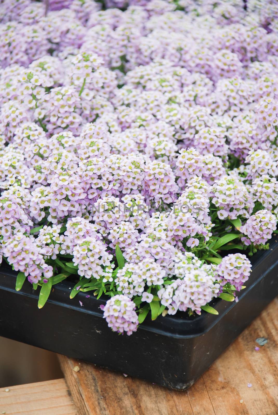 Alyssum flowers. Alyssum in sweet colors. Alyssum in a black tray on wood table, in a dense grounding in a greenhouse.