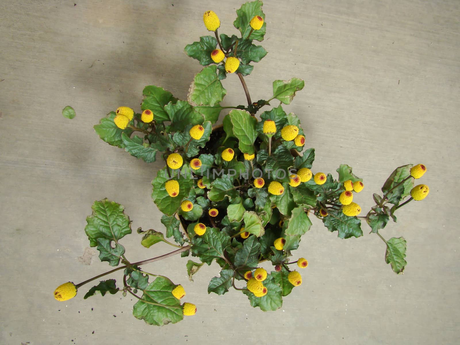 Fresh flowering para cress plant, Spilanthes oleracea by yuiyuize