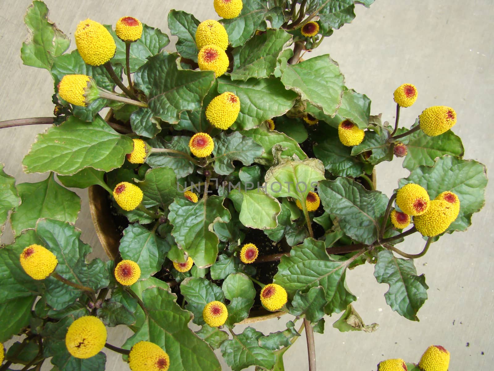 Fresh flowering para cress plant, Spilanthes oleracea, toothache