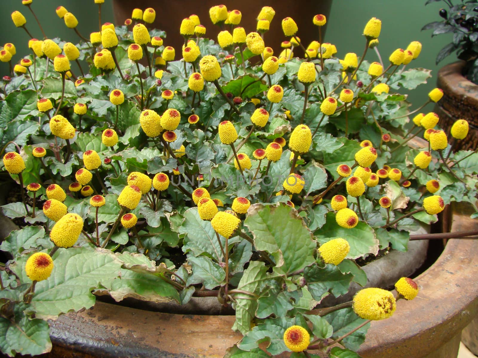 Fresh flowering para cress plant, Spilanthes oleracea, toothache