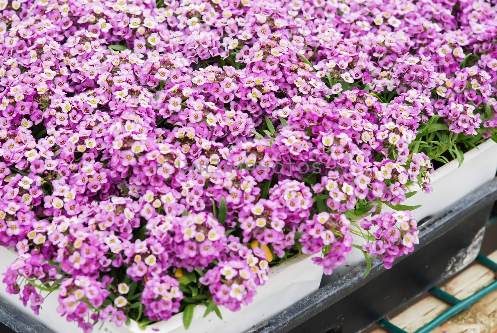 Alyssum flowers. Alyssum in sweet colors. Alyssum in a black tray on wood table, in a dense grounding in a greenhouse.
