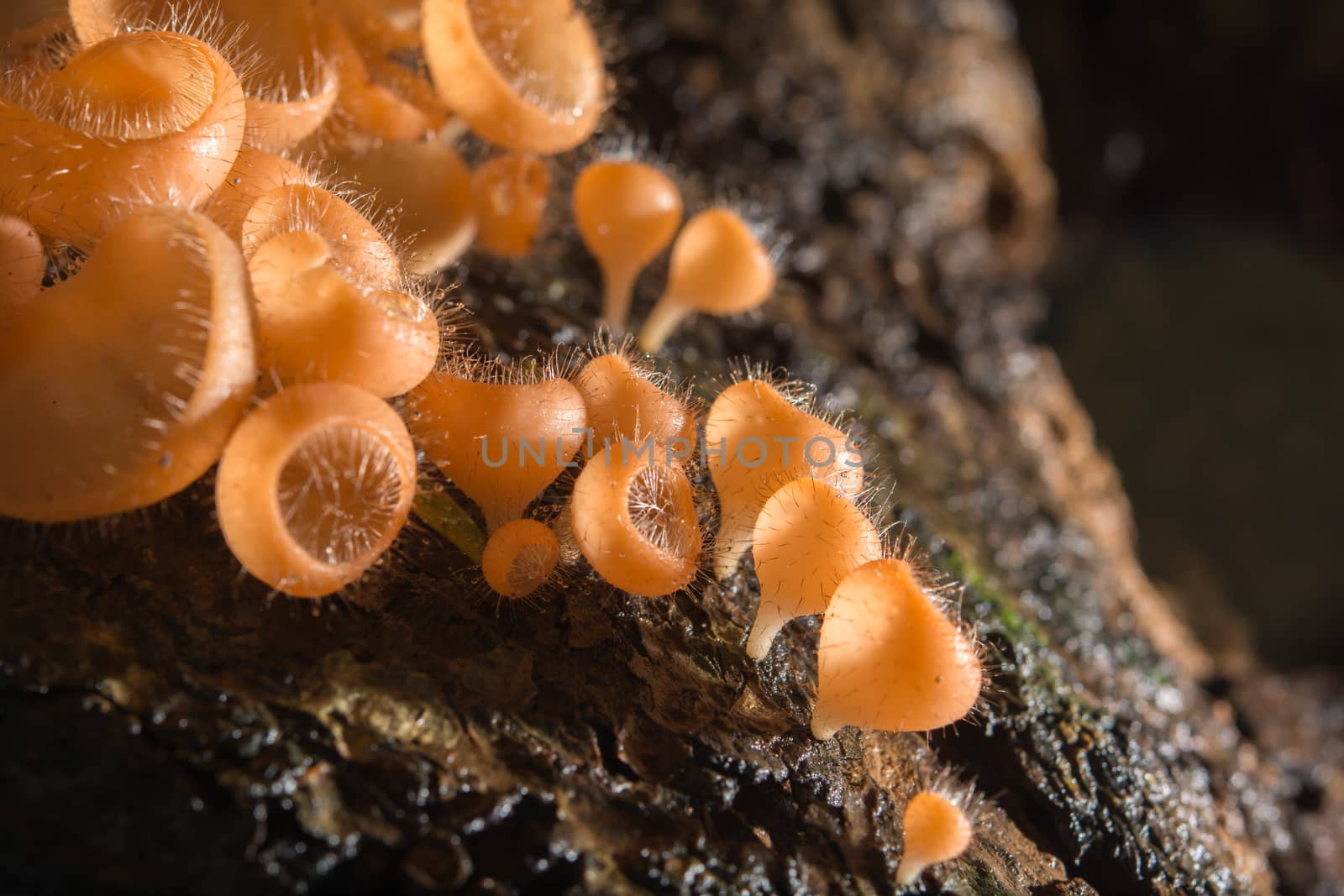 Mushroom in the rain forest among the fallen leaves and bark