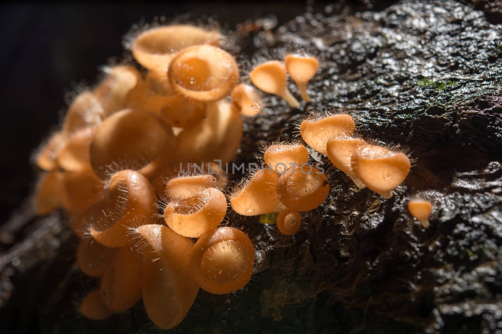 Mushroom in the rain forest among the fallen leaves and bark