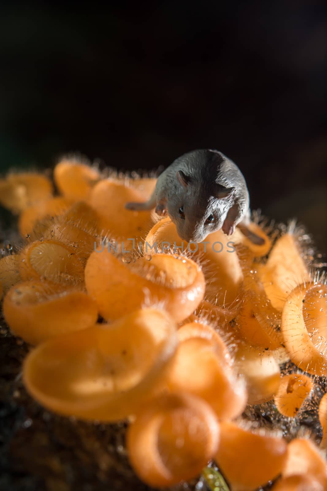 Mushroom in the rain forest among the fallen leaves and bark with the rat
