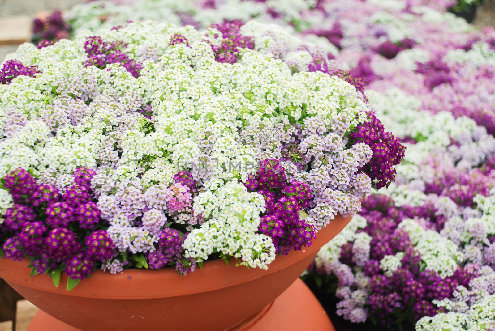 Alyssum flowers. Alyssum in sweet colors. Alyssum in a red brown pot on wood table, in a dense grounding in a greenhouse.