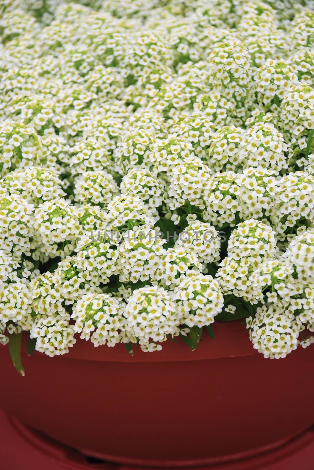 Alyssum flowers. Alyssum in sweet colors. Alyssum in a red brown pot on wood table, in a dense grounding in a greenhouse.