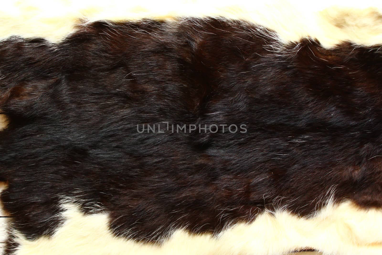 The picture shows a piece of a cat fur