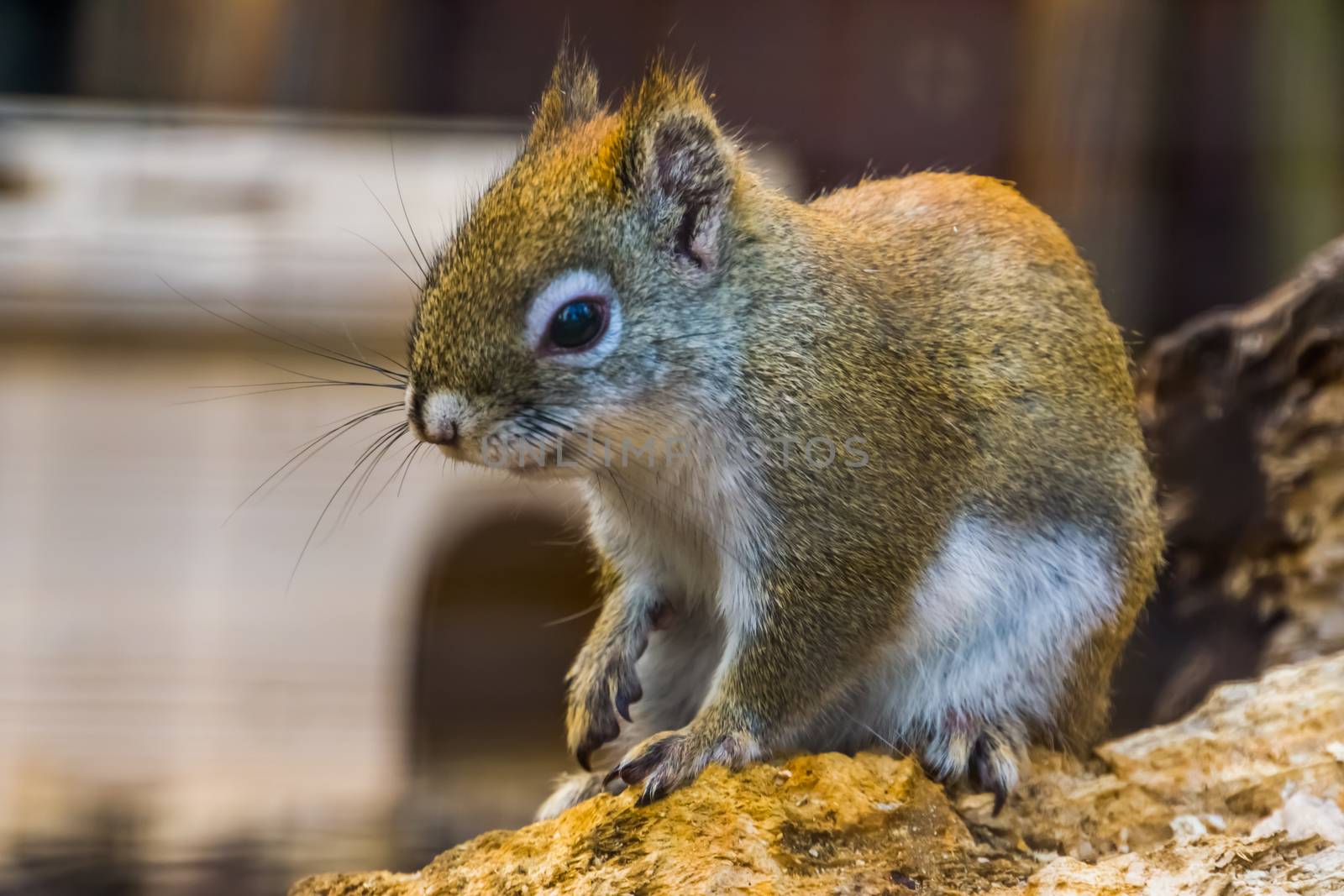 portrait of a red american squirrel in closeup, cute tropical rodent specie from America