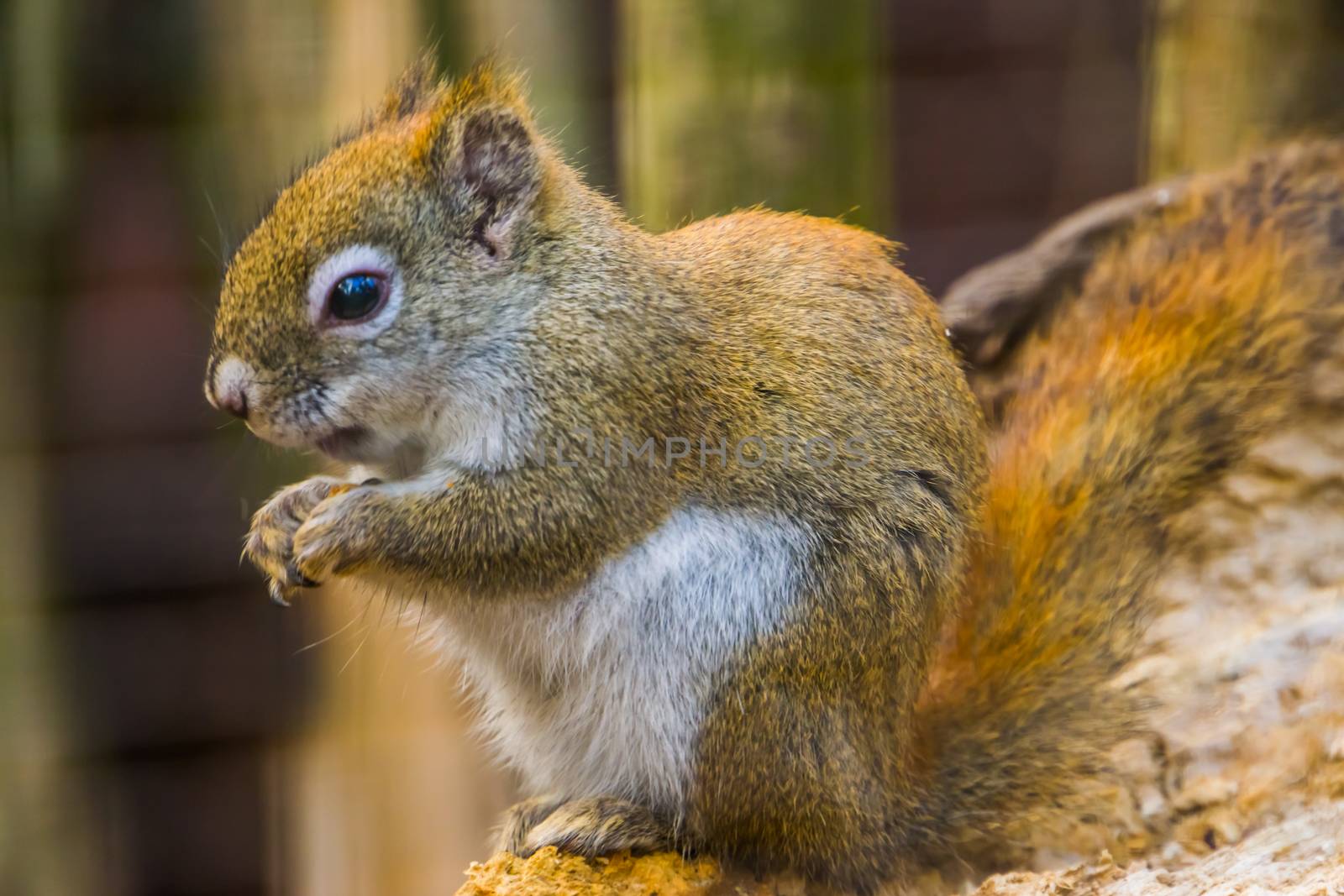 cute closeup portrait of a red american squirrel, popular tropical rodent specie from America by charlottebleijenberg