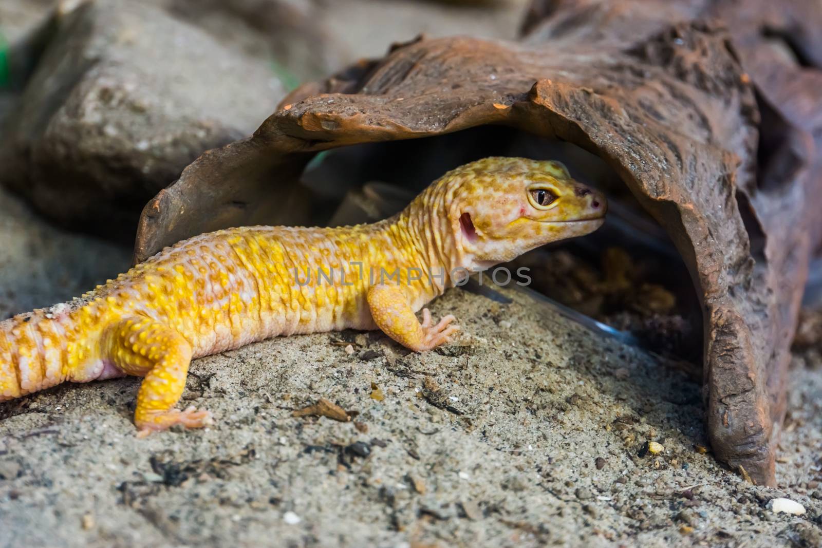 leopard gecko in closeup, Popular tropical reptile specie from Asia