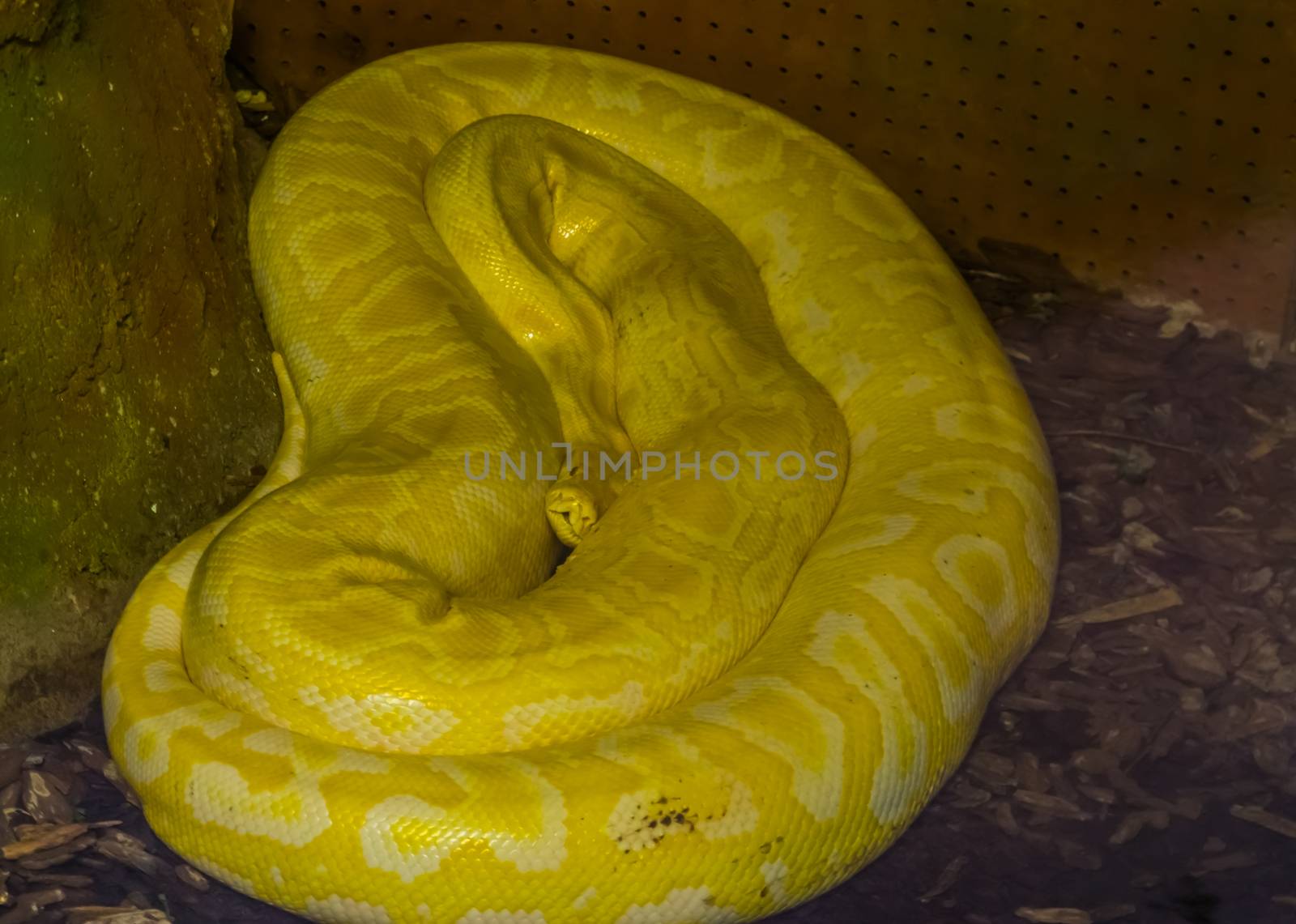 portrait of a yellow and white asian rock python, popular tropical reptile specie from India by charlottebleijenberg