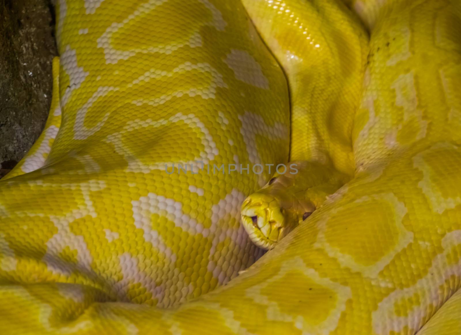 yellow and white Asian rock python in closeup, popular tropical reptile specie from India